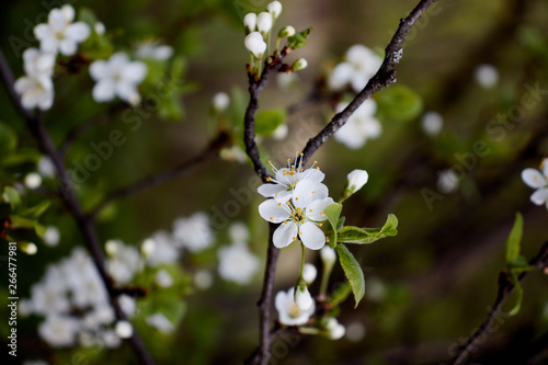 cherry branch with white flowers