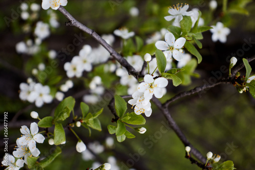 cherry branch with white flowers
