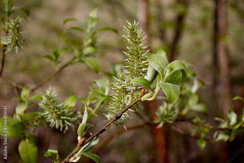 spring green leaves on a cinnamon tree spring green leaves on a cinnamon tree