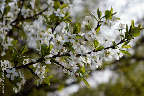 white cherry flowers on green leaf background