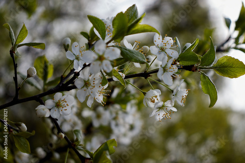 cherry branch with white flowers