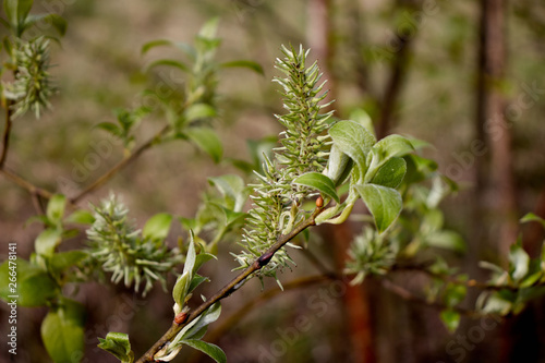 spring green leaves on a cinnamon tree