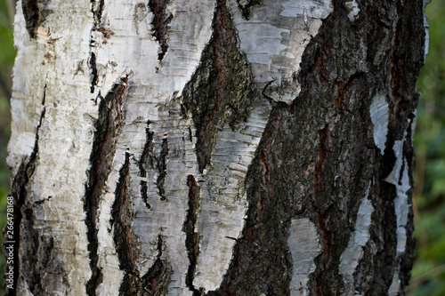 the bark of the birch trunk