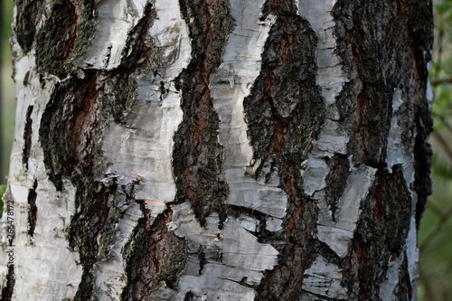 the bark of the birch trunk