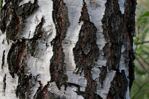 the bark of the birch trunk
