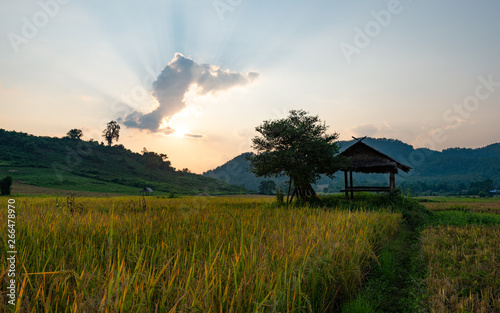 tree in the field at sunset photo