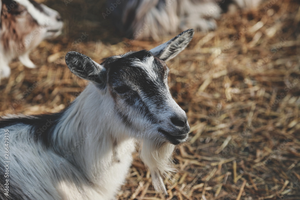 beautiful young goats on a farm