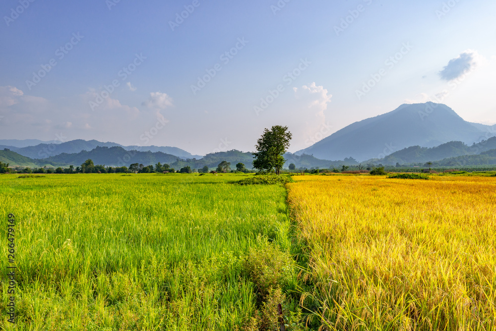 field of yellow and green paddy field 