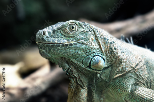 Iguana  Reptile  Lizard  Animal