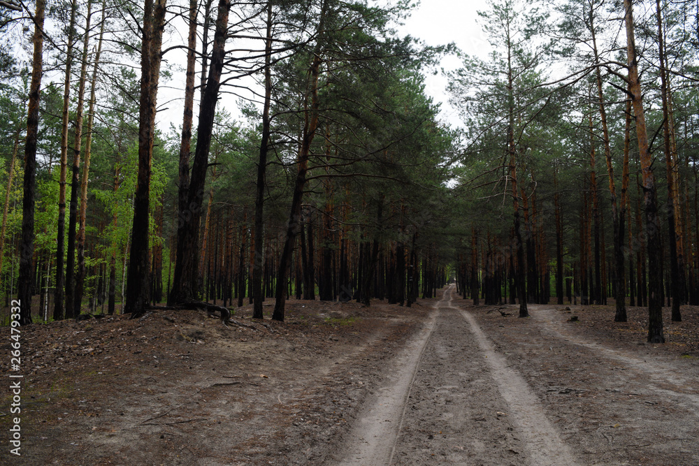 Long road in a pine forest. Nature and plants.