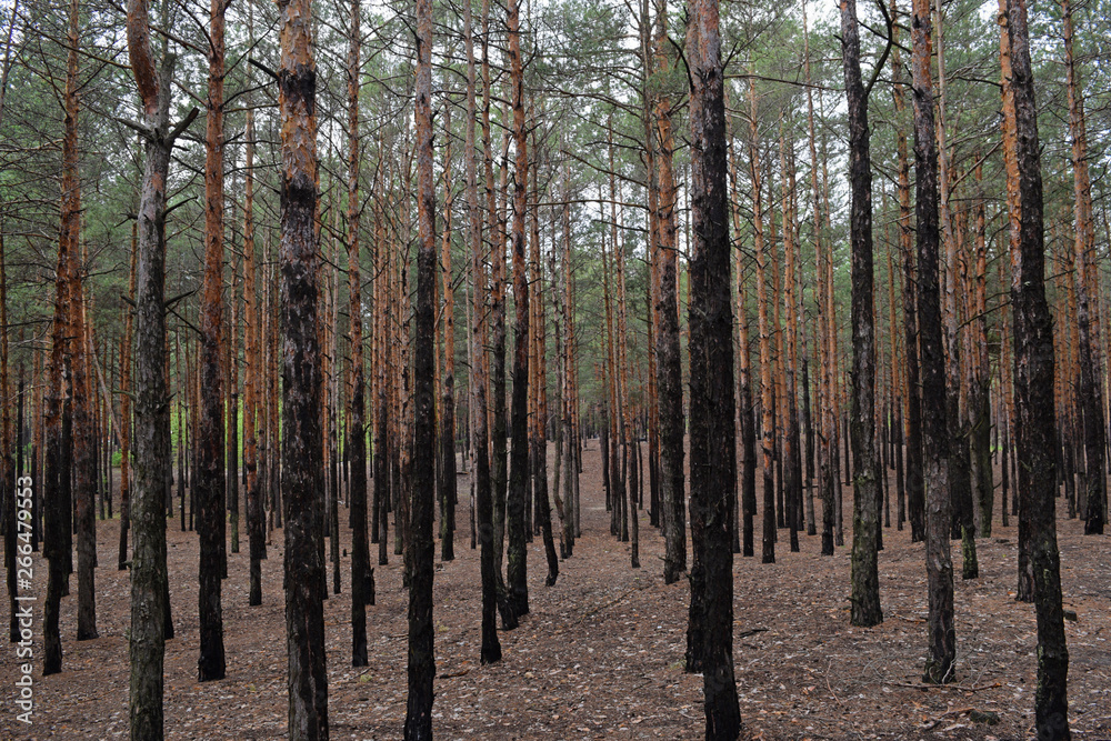 Fabulous pine forest. Nature in spring.