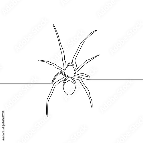 Continuous line spider on white bakcground. One line spider. Vector illustration.
