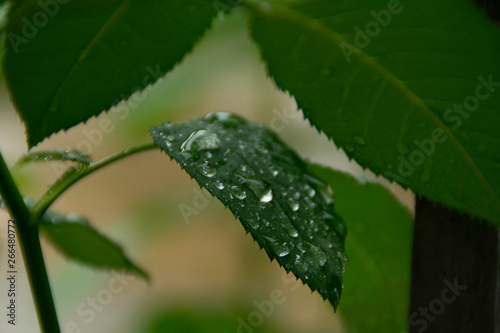 Rain drops on the green leaves of roses.