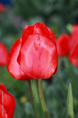 blooming tulips in the garden in spring
