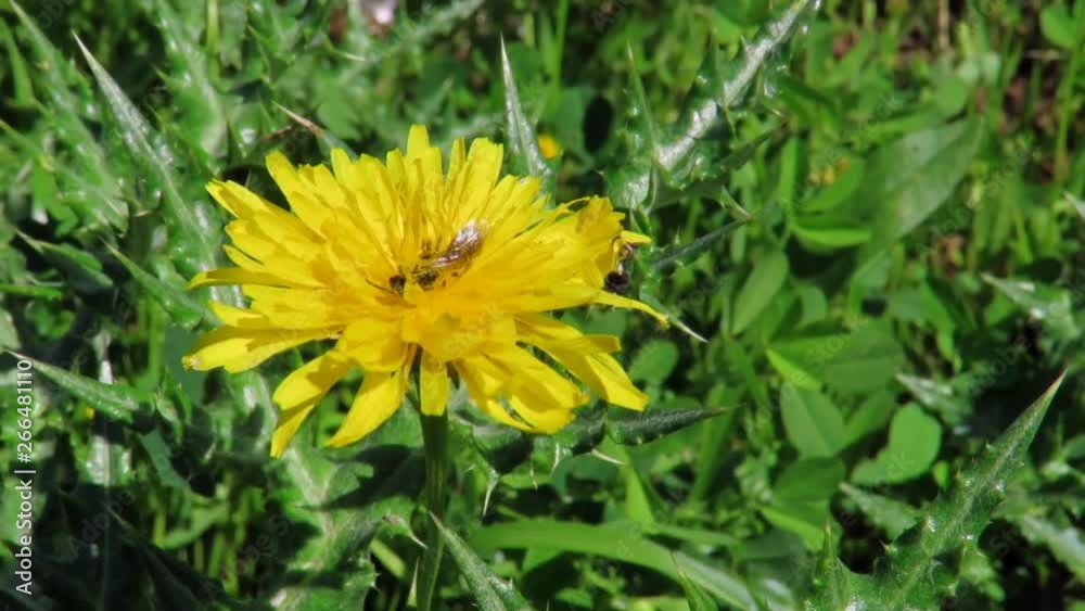 Bees fly between flowers and gather nectar Bees fly between flowers and gather nectar