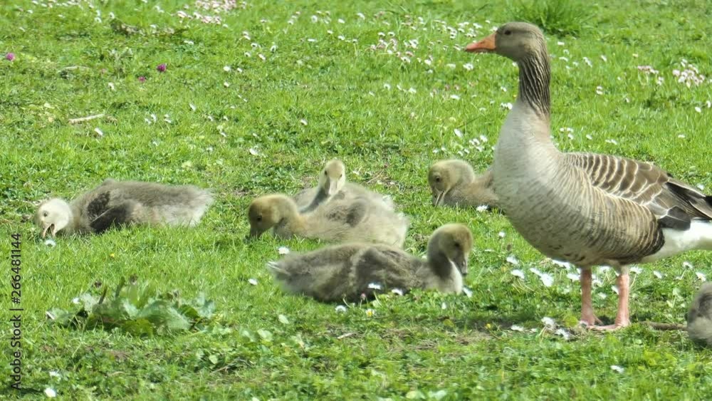 Baby goslings eating in a spring grass field in Holland Baby goslings eating in a spring grass field in Holland