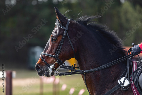 portrait of nervous dark sorrel horse waiting start of eventing competition
