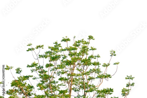 Tropical tree leaves with branches on white isolated background for green foliage backdrop 