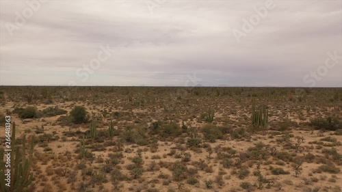 Desert view drone footage over cactus photo