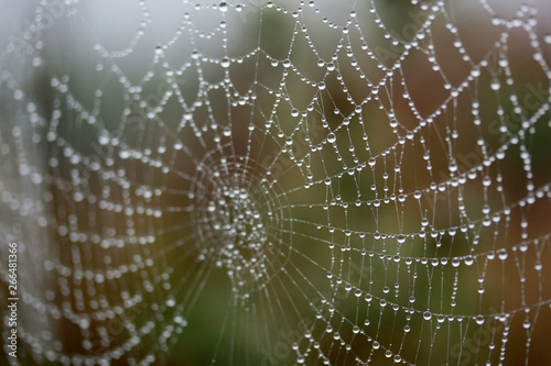 The dew on the web. © Kybele