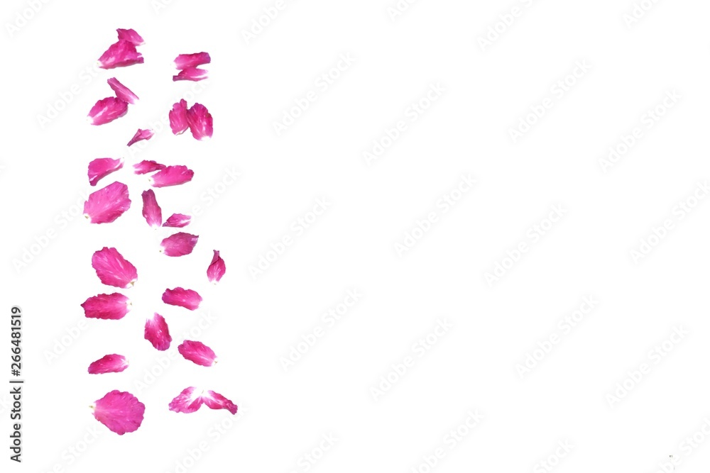 Blurred a pink rose corolla on white isolated background with copy space Blurred a pink rose corolla on white isolated background with copy space