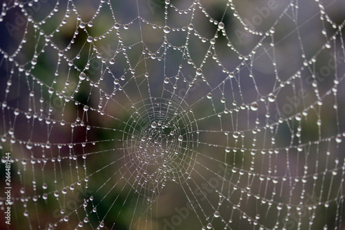 The dew on the web. © Kybele