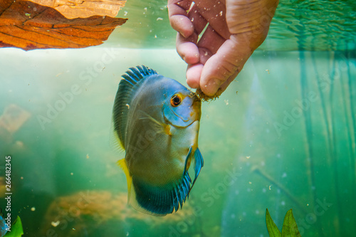 Photography Disco fish blue diamond eats Artemisia from the hand of man