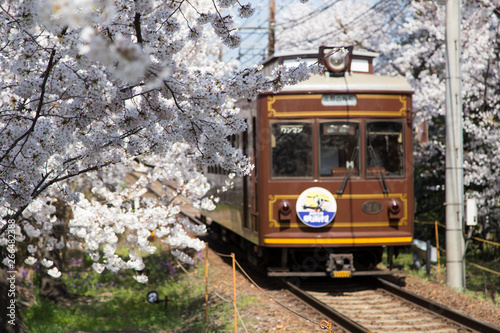 Cherry blossom tunnel, Keifuku line, Arashiyama, Kyoto. railway and brown train. photo