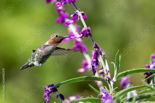 Anna's Hummingbird in Flight with Purple Flowers