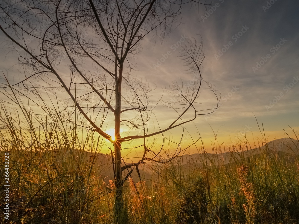 Mountain view silhouette a dry tree branches with many long grass and yellow sky background, sunrise at Doi Inthanon, Chiang Mai, northern of Thailand. Mountain view silhouette a dry tree branches with many long grass and yellow sky background, sunrise at Doi Inthanon, Chiang Mai, northern of Thailand.