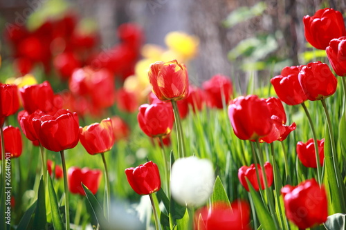 blooming tulips in the garden in spring