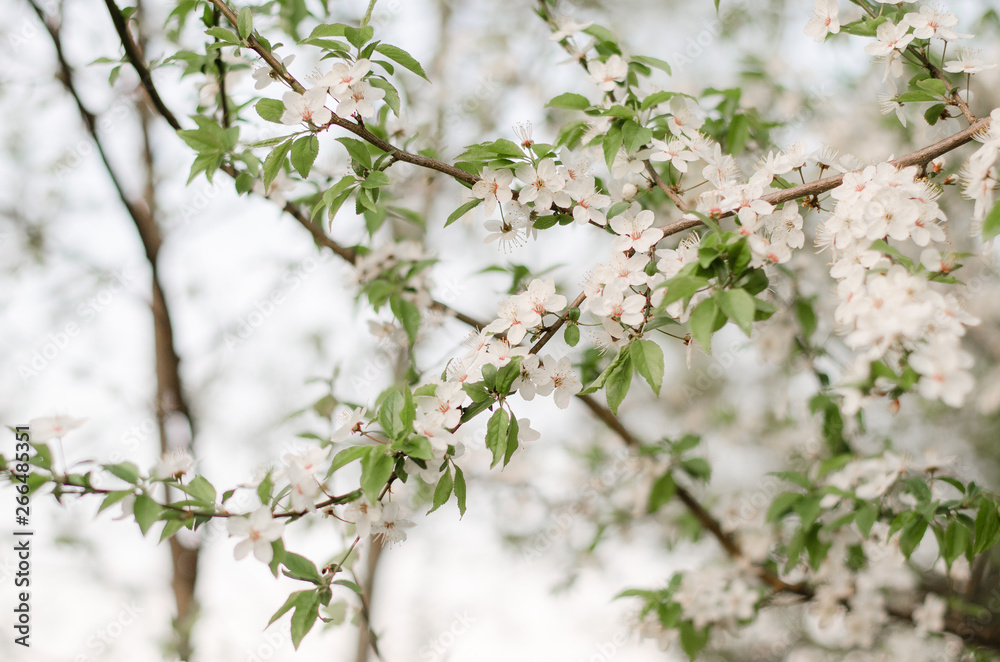 Cherry blossom. Soft focus. Close up Cherry blossom. Soft focus. Close up