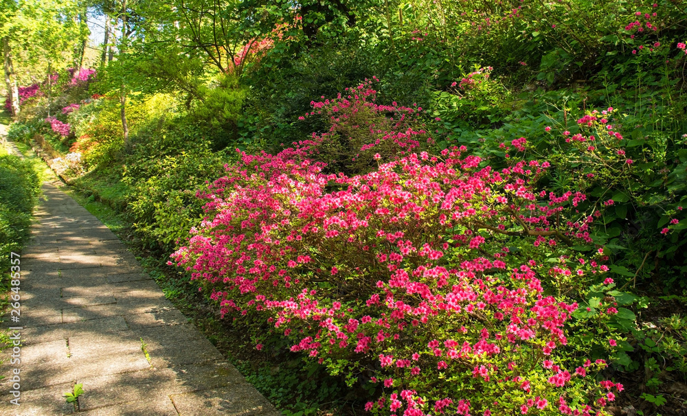 A park in the north eastern Friuli Venezia Giulia region of Italy in spring with lots of azaleas in flower A park in the north eastern Friuli Venezia Giulia region of Italy in spring with lots of azaleas in flower