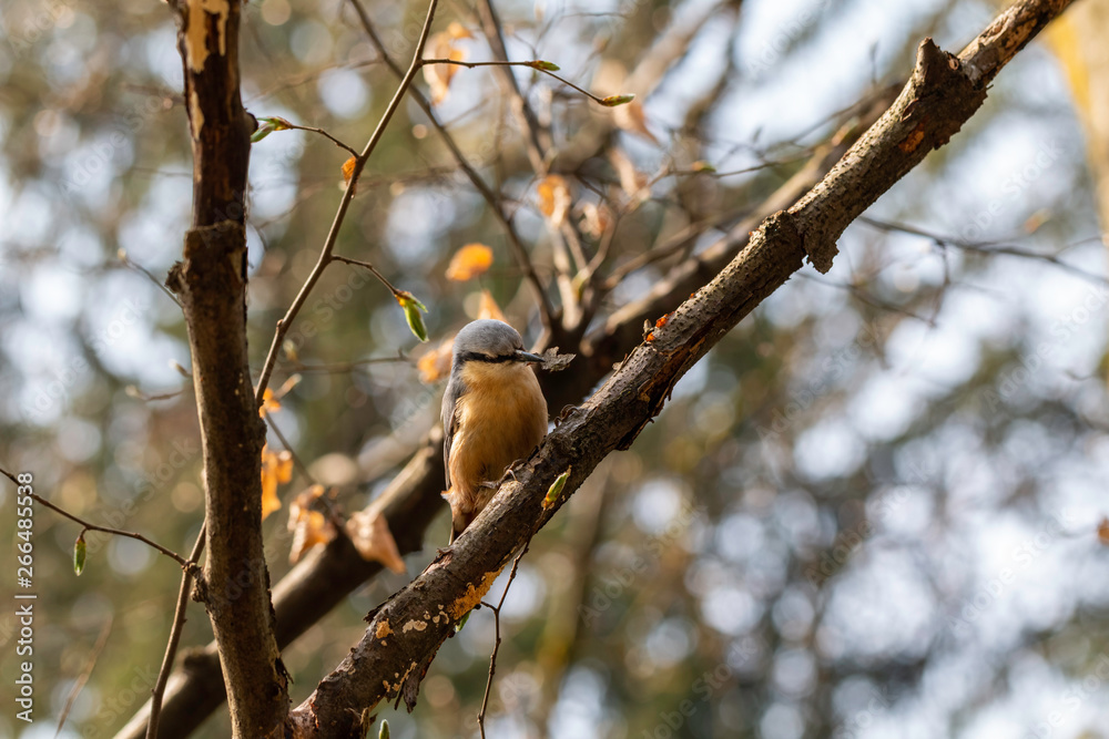 The eurasian nuthatch or wood nuthatch (Sitta europaea) The eurasian nuthatch or wood nuthatch (Sitta europaea)