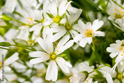 Stellaria holostea - white spring meadow flower close up in the detail