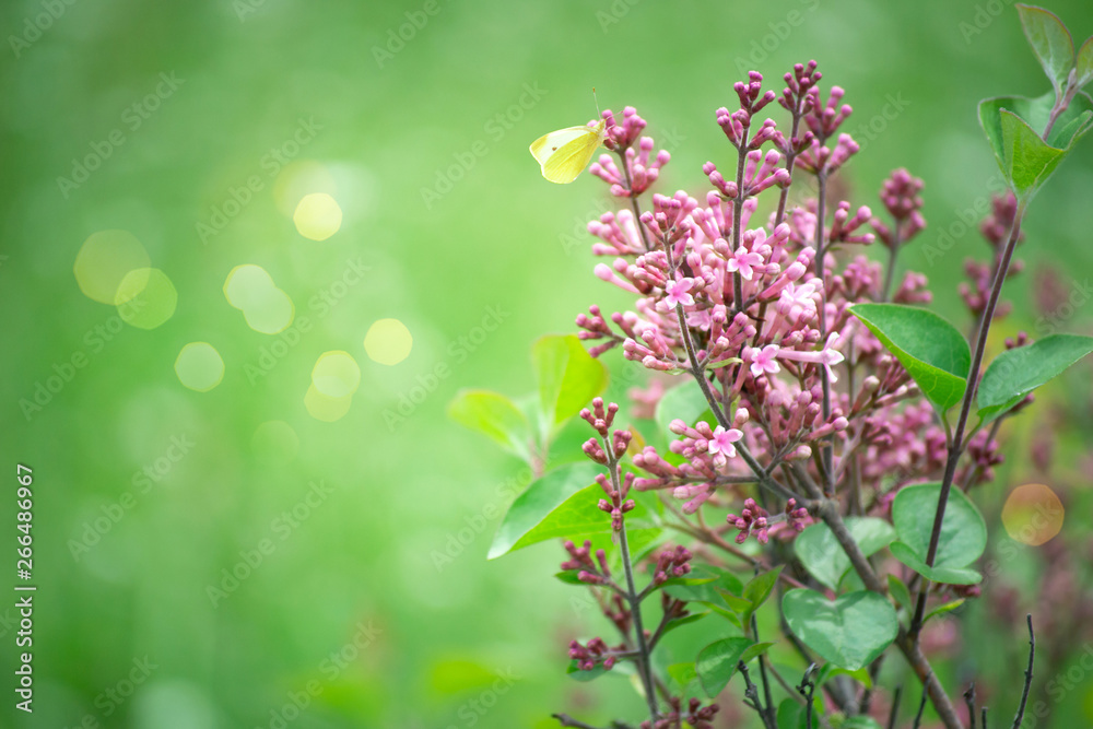 Mysterious spring background with blooming lilacs flowers blossom and butterfly with bokeh