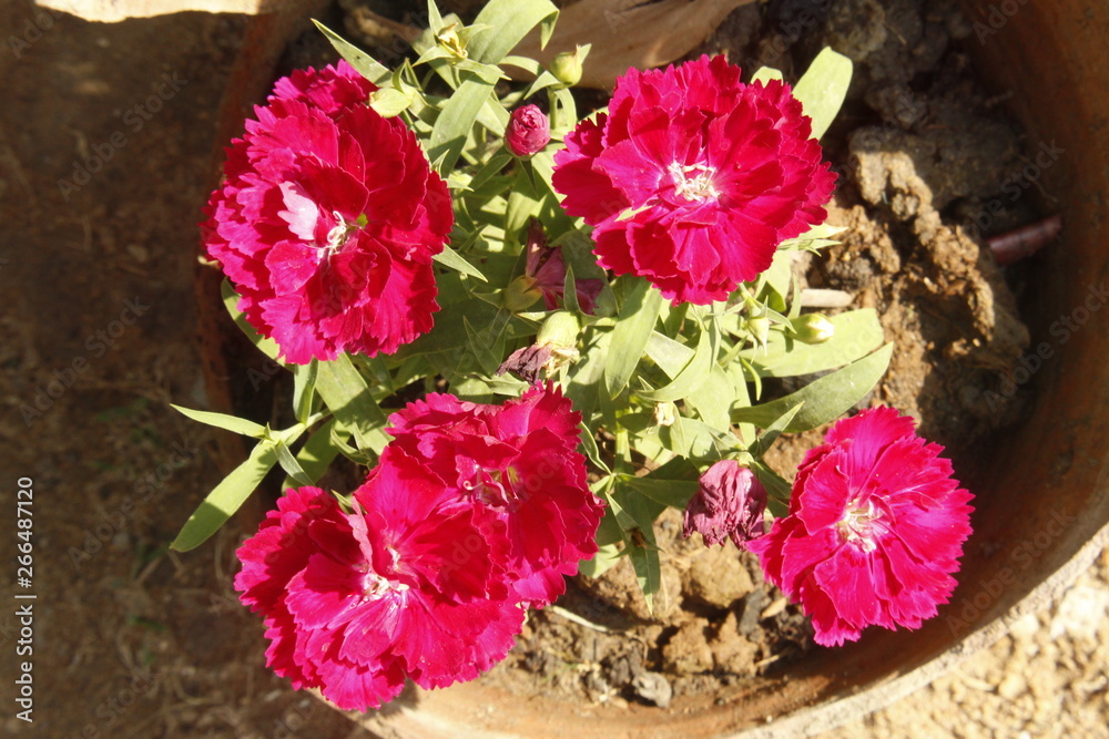 Carnation Close Up. Carnation Close Up.