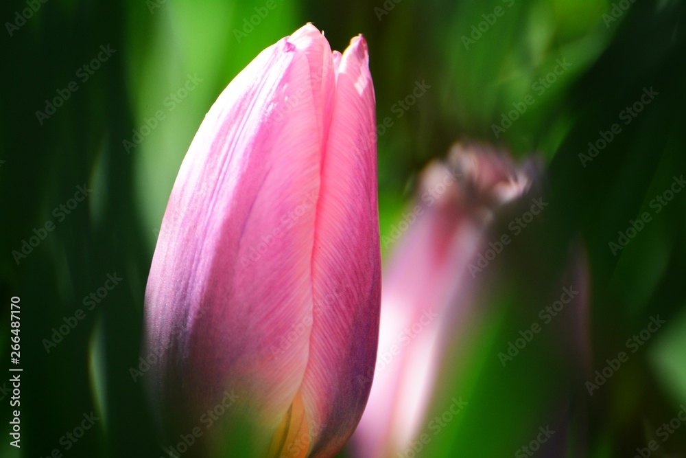 Tulpe Rosa Deko Wandbild Leinwand Wohnung Makro Tulpe Rosa Deko Wandbild Leinwand Wohnung Makro