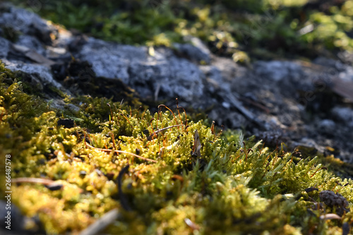 Moss closeup in the forest. Background