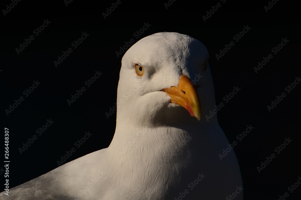 Möwe Portrait Tier Wildlife Nature Tele Möwe Portrait Tier Wildlife Nature Tele