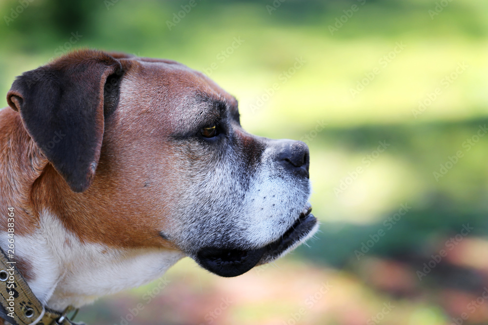 Close up boxer dog looking  right side.
