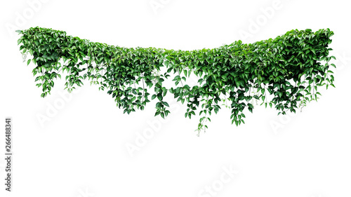 Hanging vines ivy foliage jungle bush, heart shaped green leaves climbing plant nature backdrop isolated on white background with clipping path.