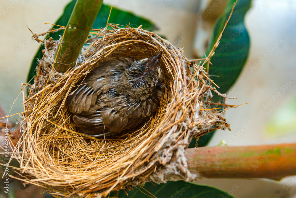 Baby bird in nest at people home. Baby bird in nest at people home.