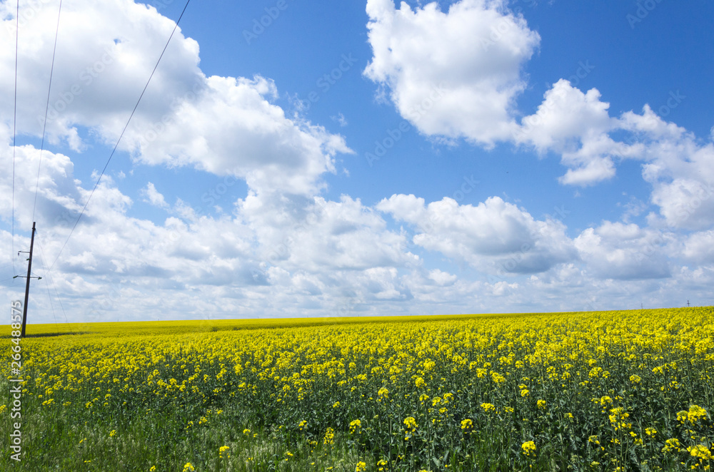Rapeseed field on sunny day.Beautiful view of blooming rapeseed field Rapeseed field on sunny day.Beautiful view of blooming rapeseed field