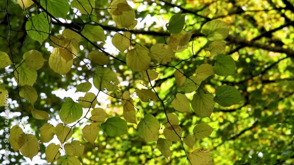 Green and yellow leaves on lime tree, Tilia cordata Green and yellow leaves on lime tree, Tilia cordata