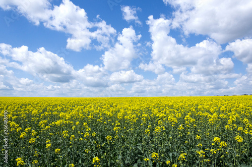 White clouds in the blue sky, blooming canola flowers.Beautiful landscape of field