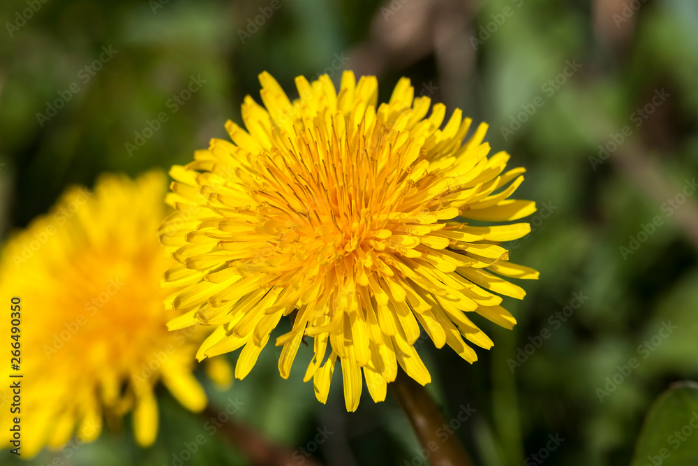 Dandelion flower a yellow stubborn weed commonly known as clockflower, bitterwort or lion's tooth Dandelion flower a yellow stubborn weed commonly known as clockflower, bitterwort or lion's tooth