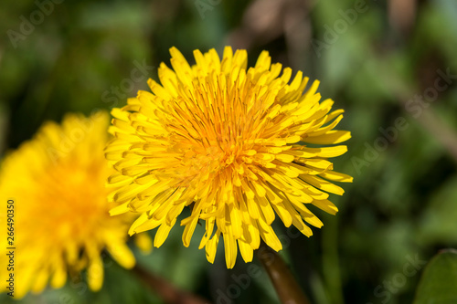 Dandelion flower a yellow stubborn weed commonly known as clockflower  bitterwort or lion s tooth