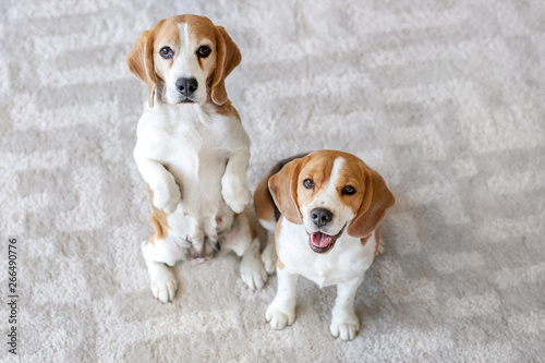 Photography Cute funny dogs on carpet at home