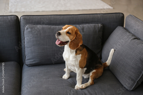 Cute funny dog sitting on sofa at home